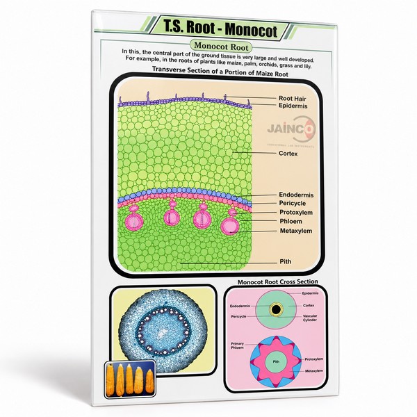 T.S. Root - Monocot Chart
